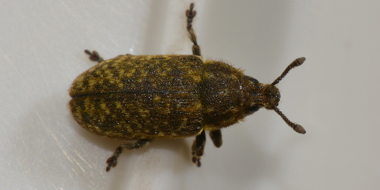 Curculionidae: Rhinocyllus conicus?  S!